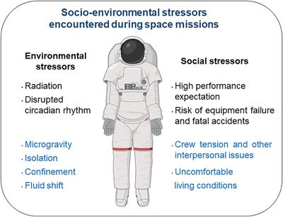 Long-duration head-down tilt bed rest confirms the relevance of the neutrophil to lymphocyte ratio and suggests coupling it with the platelet to lymphocyte ratio to monitor the immune health of astronauts